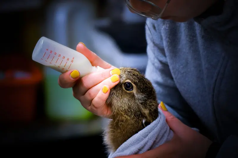 Action du CREAVES 10