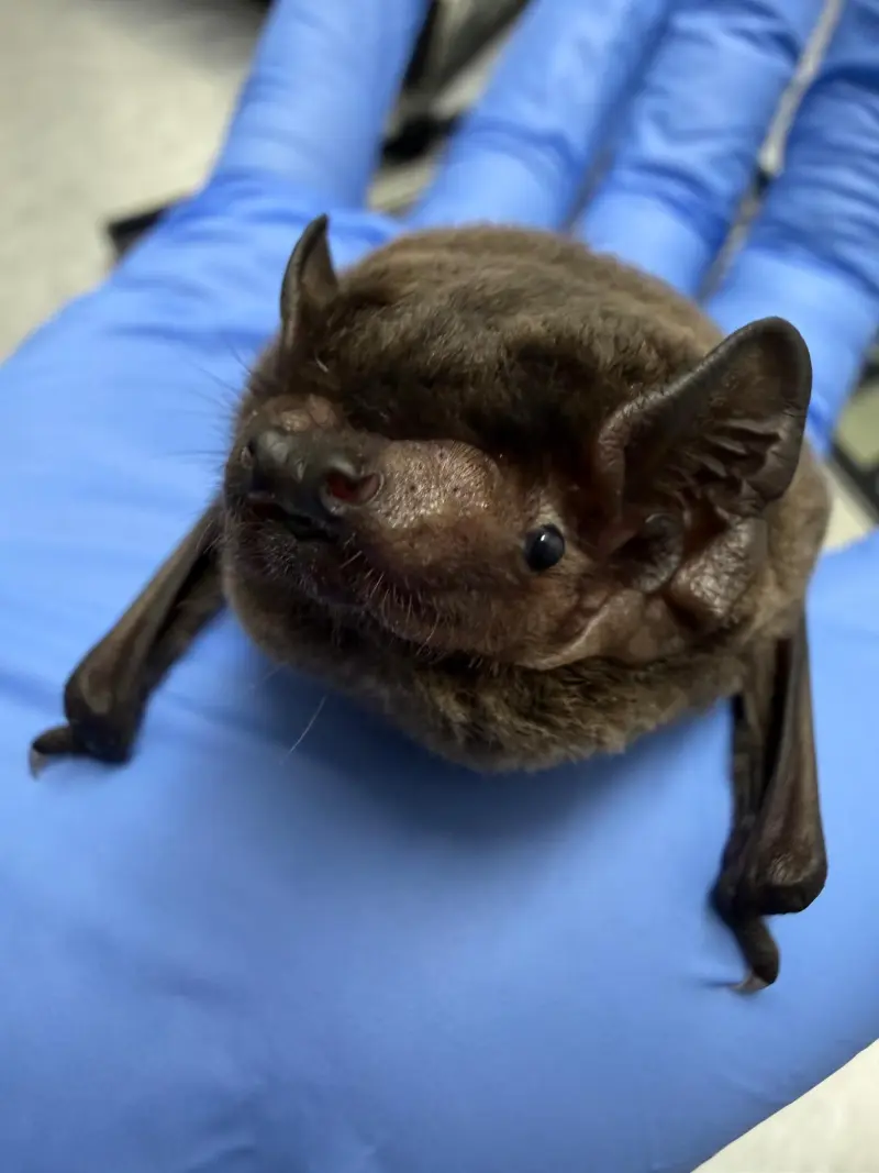 Action du CREAVES 11