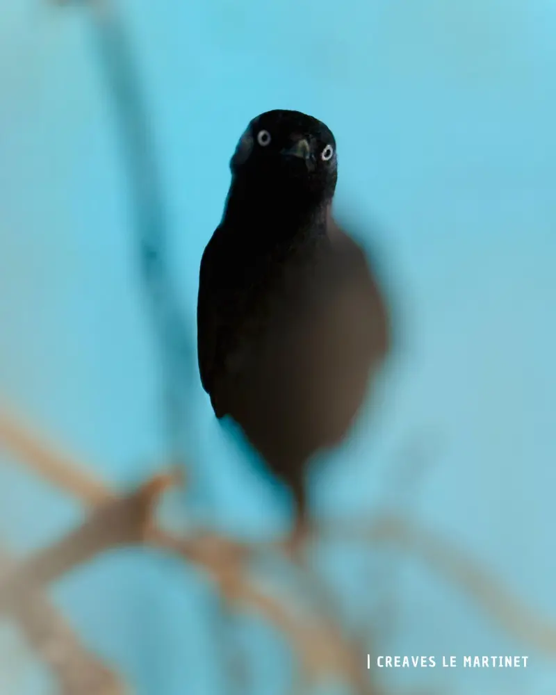 Action du CREAVES 12