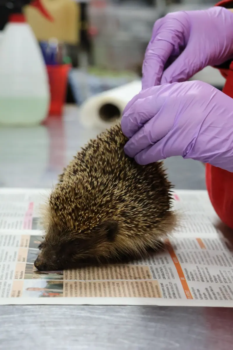 Action du CREAVES 13