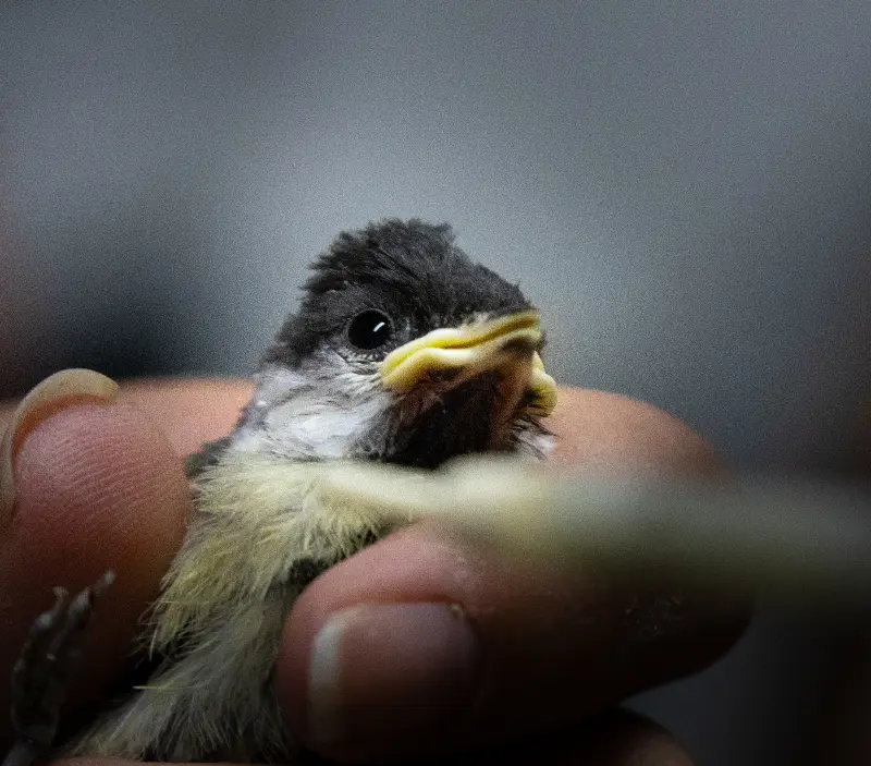 Action du CREAVES 14