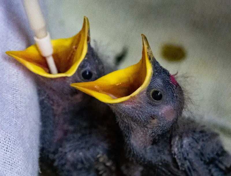 Action du CREAVES 15